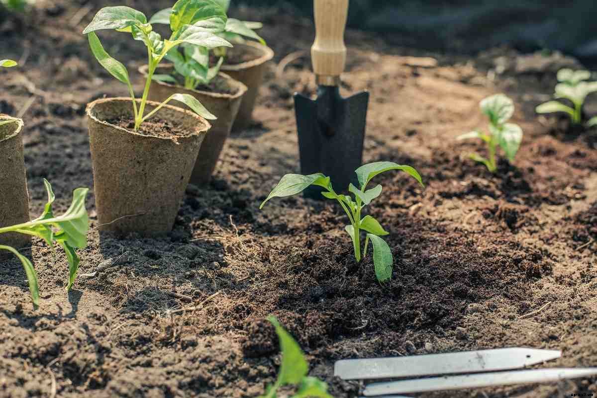 Growing Vegetables At Home – A Full Guide