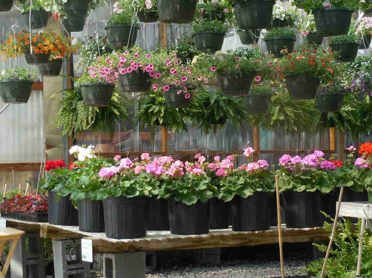 How To Start Backyard Plant Nursery – A Full Guide