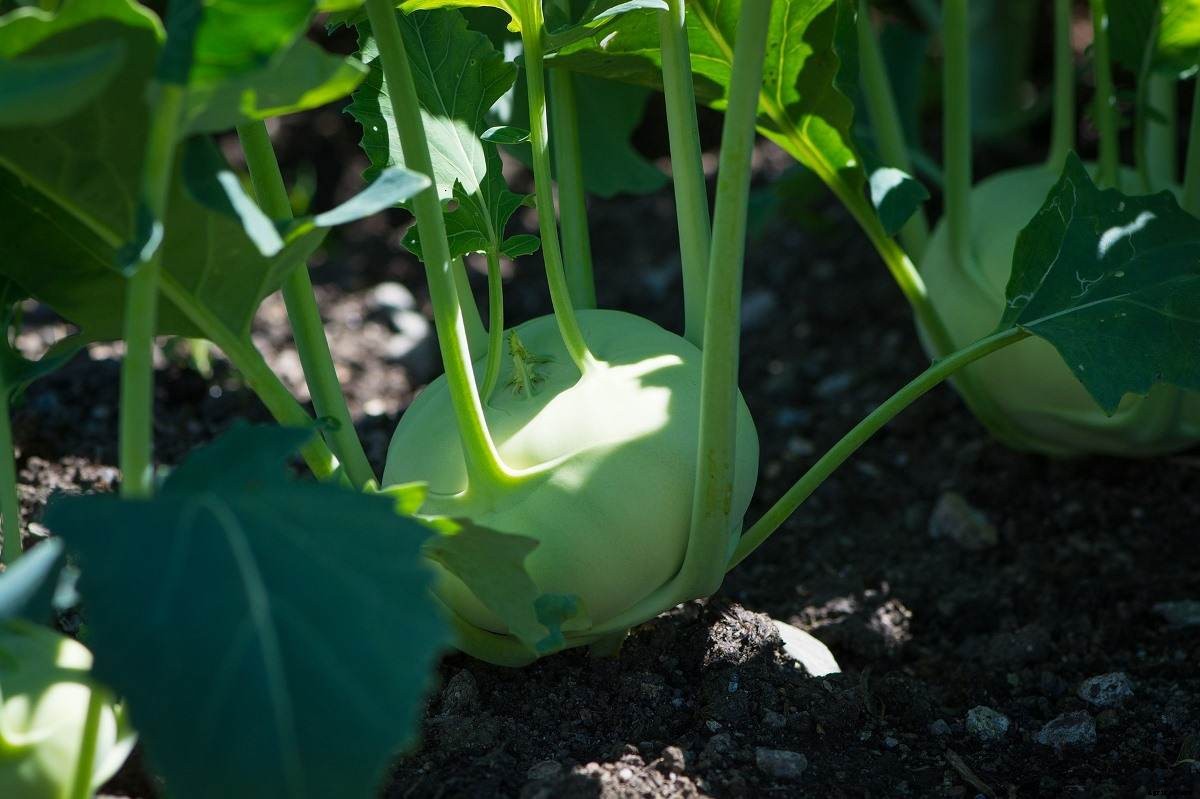 Growing Kohlrabi From Seeds – in Containers, Indoors