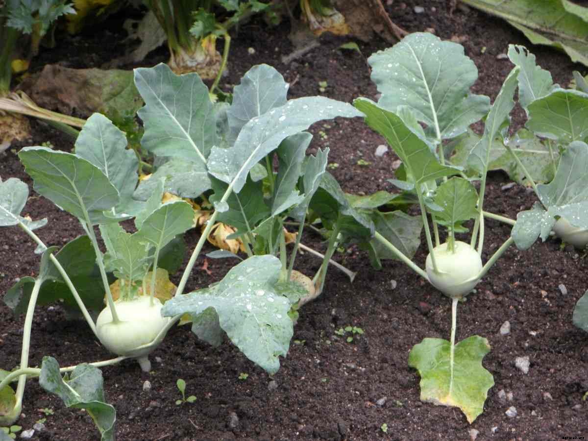 Growing Kohlrabi From Seeds – in Containers, Indoors