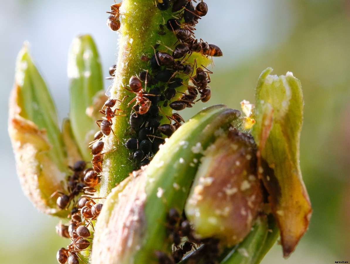 How To Protect Plants From Ants – Organic Solutions