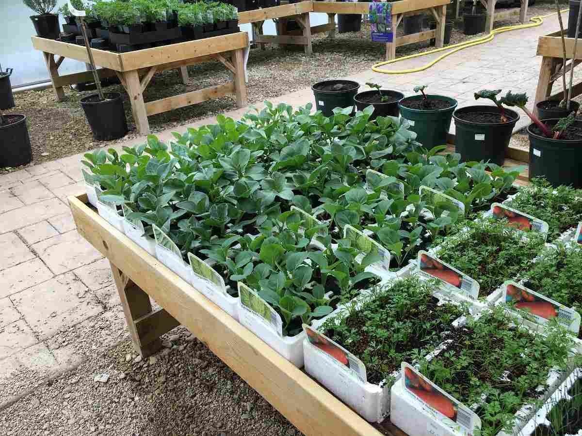 How To Set Up Vegetable Nursery – Ideas, And Tips