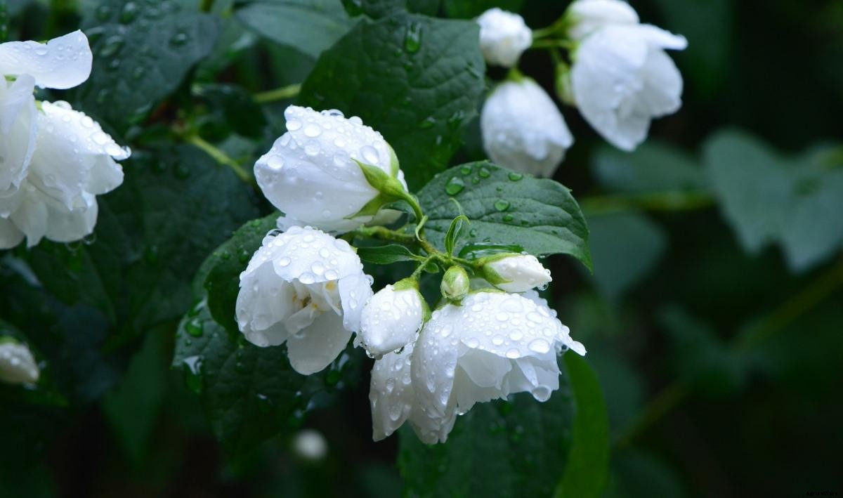 Growing Perennials In Containers –  Ideas, And Tips