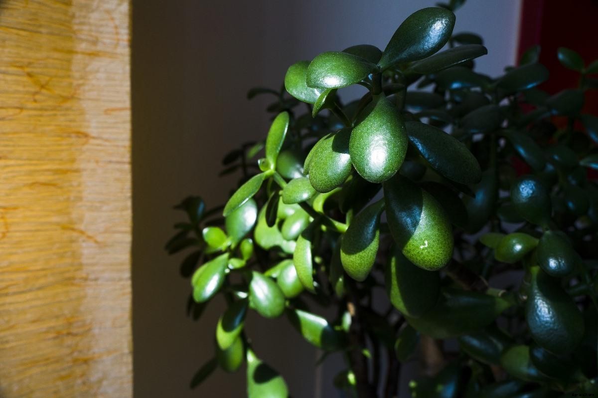 Growing Jade Plants In Pots – Containers, Indoors