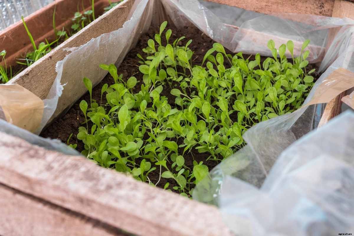 Growing Plants From Seed – Seed Germination Tips
