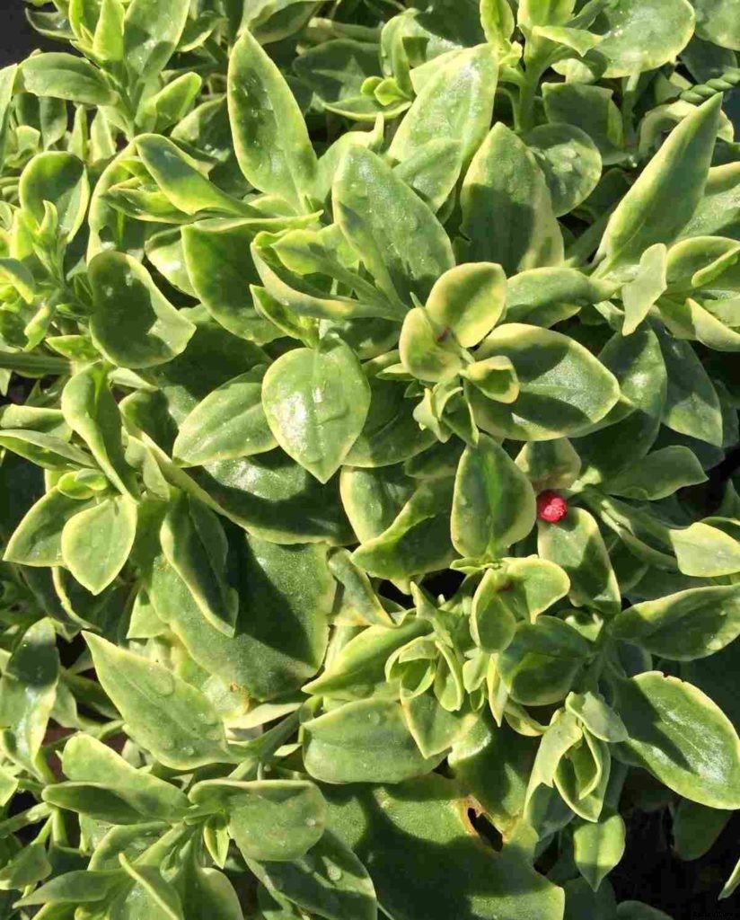 Growing Purslane In Containers – Pots at Home