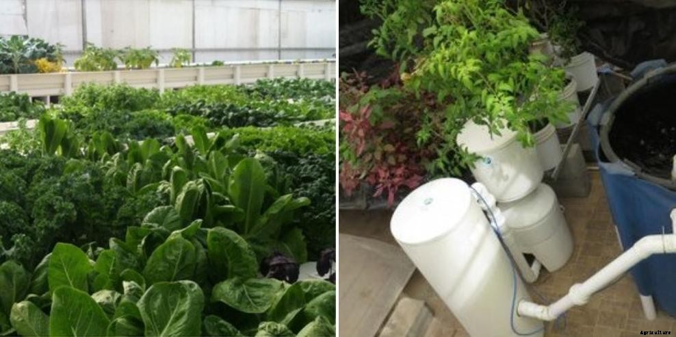 Aquaponics Questions – Answers for Garden, Quiz, Exam