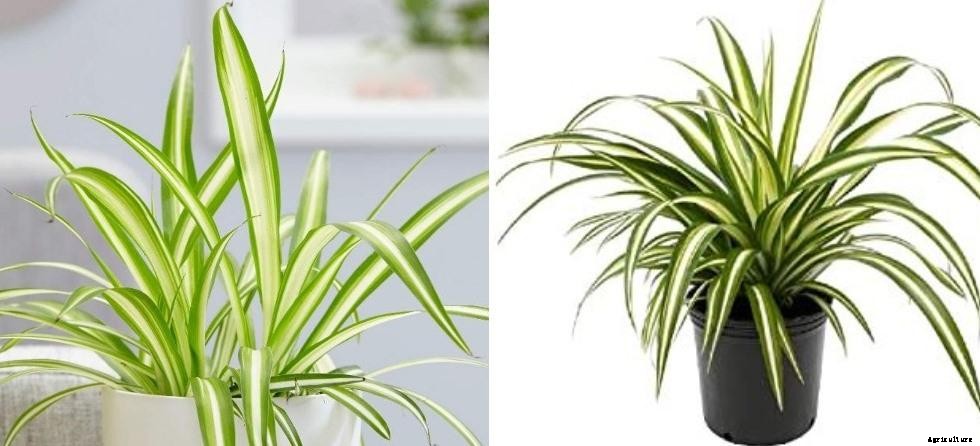 Growing Spider Plants Indoors – In Pots At Home