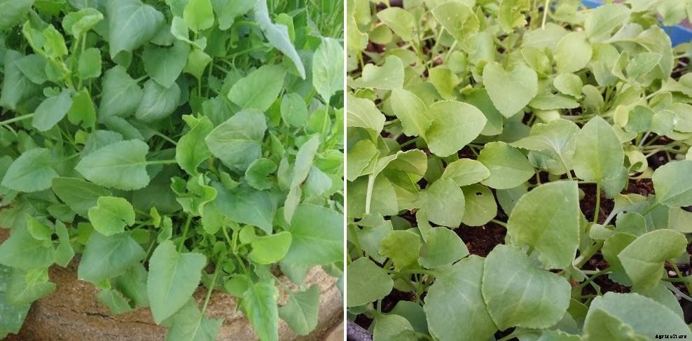 Growing Organic Sorrel In Pots – Containers At Home