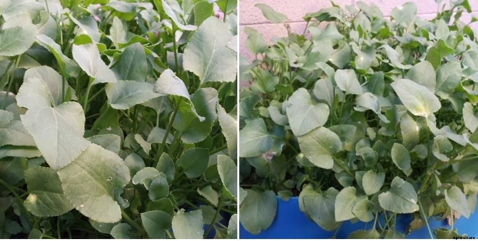 Growing Organic Sorrel In Pots – Containers At Home