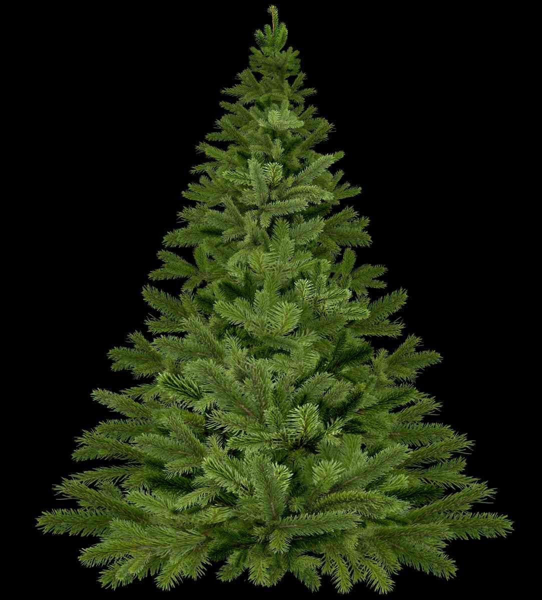 Growing Christmas Tree In Containers, And Pots At Home