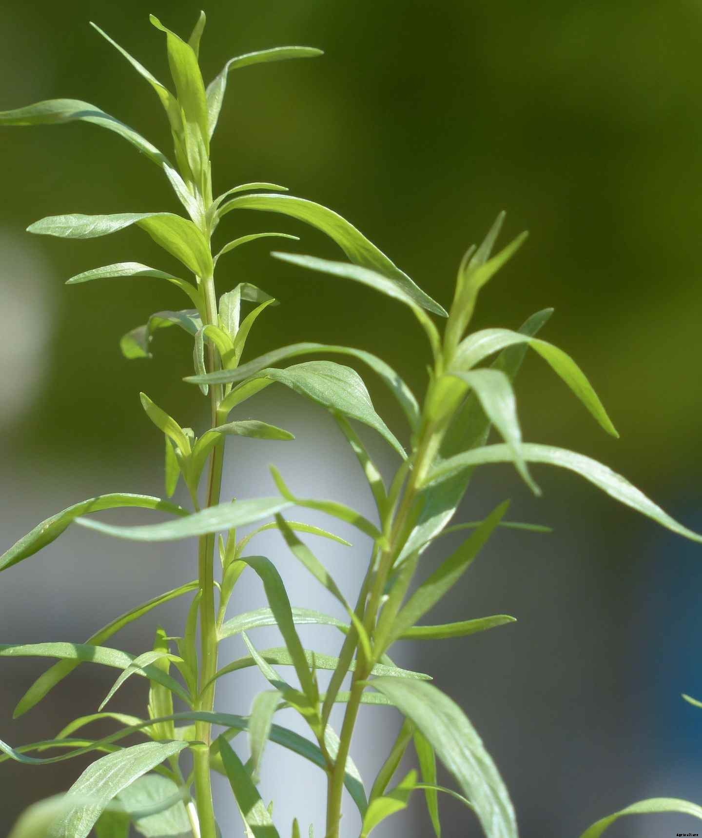 Growing Tarragon In Containers, And Pots At Home
