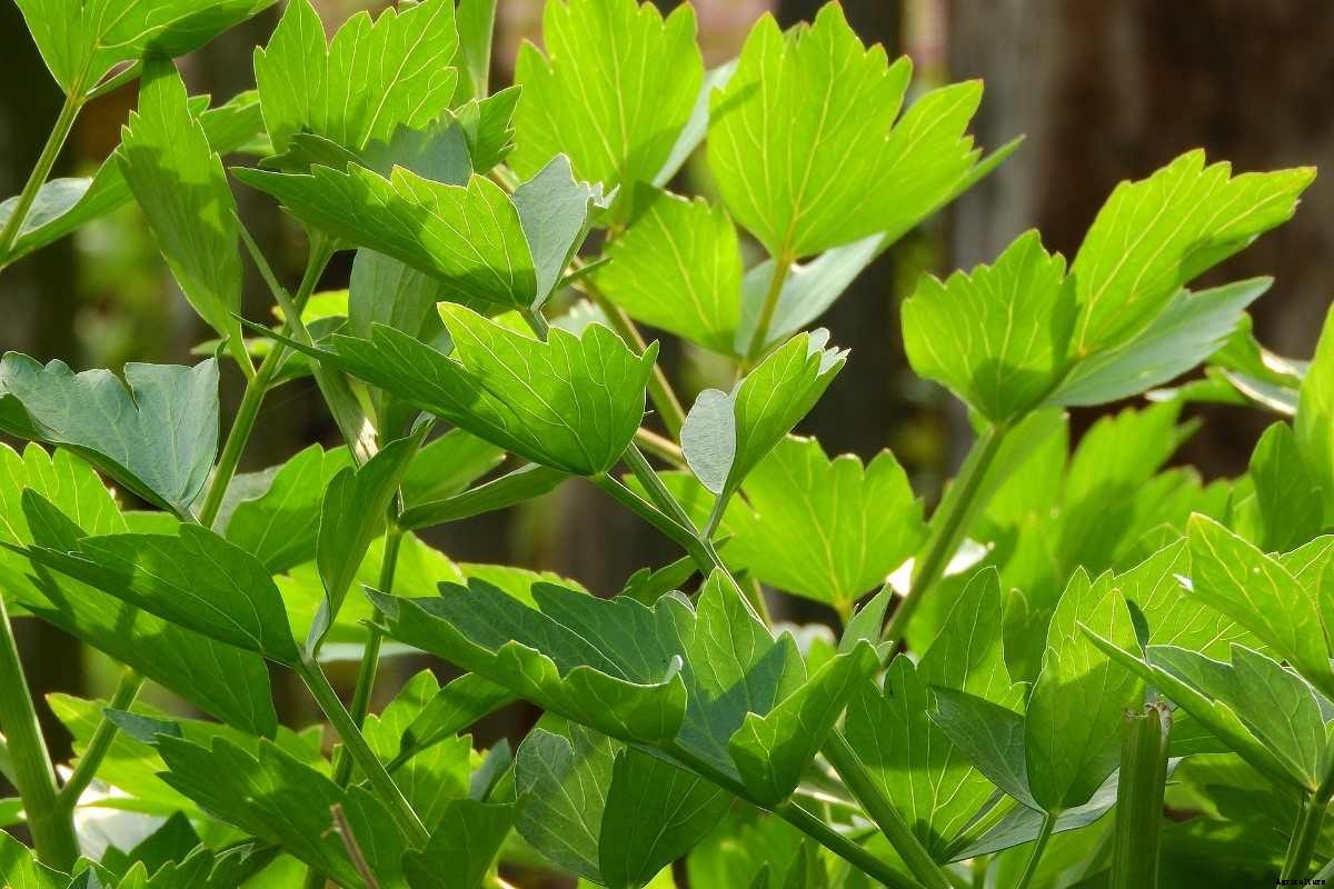 Growing Lovage In Pots, And Containers At Home