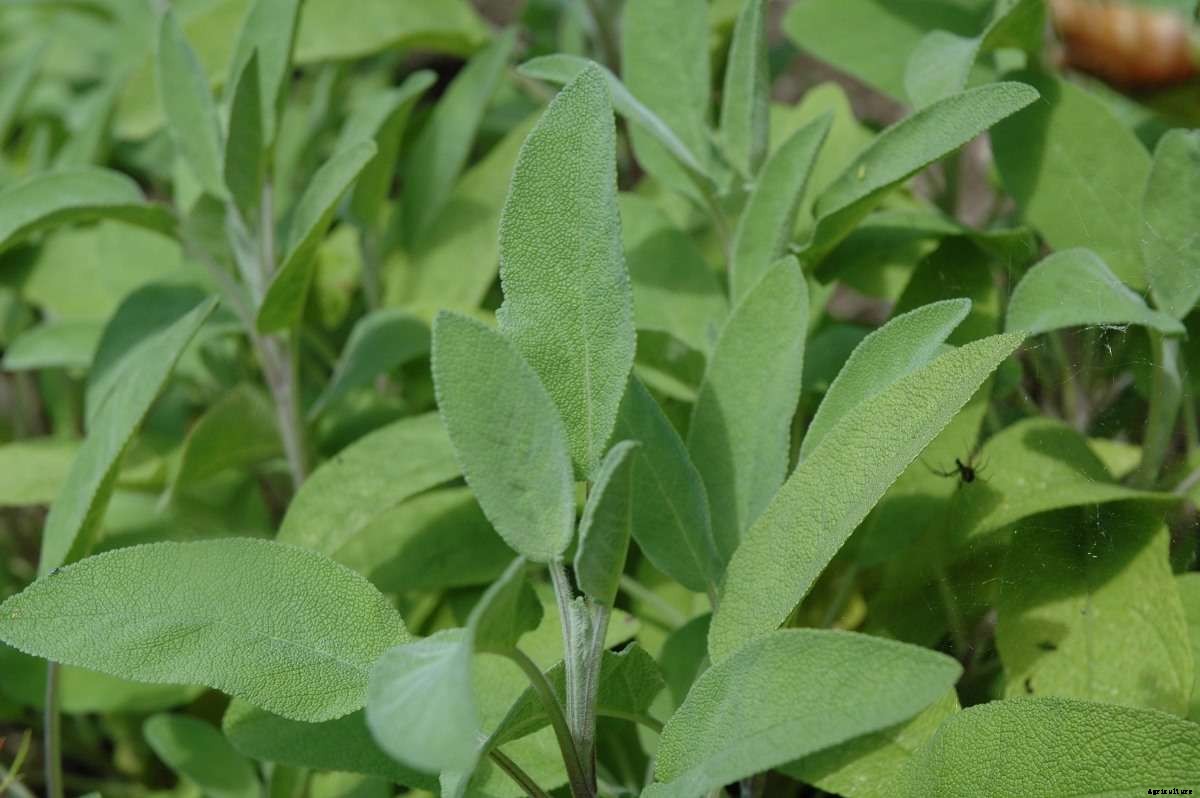 Growing Organic Sage – In Containers, And Pots