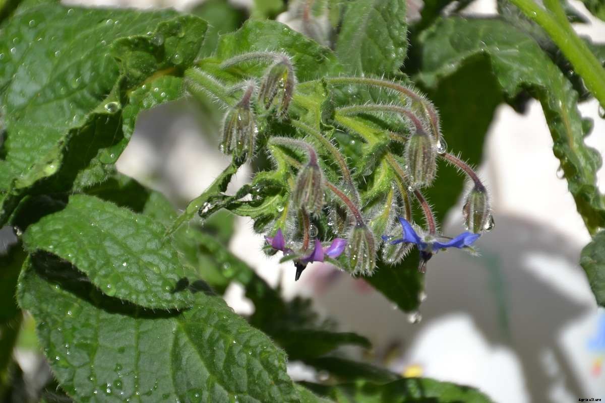 Growing Borage In Pots – Containers At Home