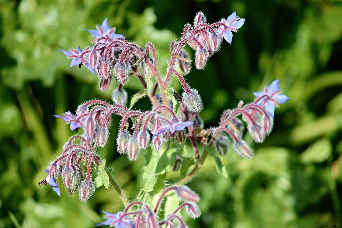 Growing Borage In Pots – Containers At Home