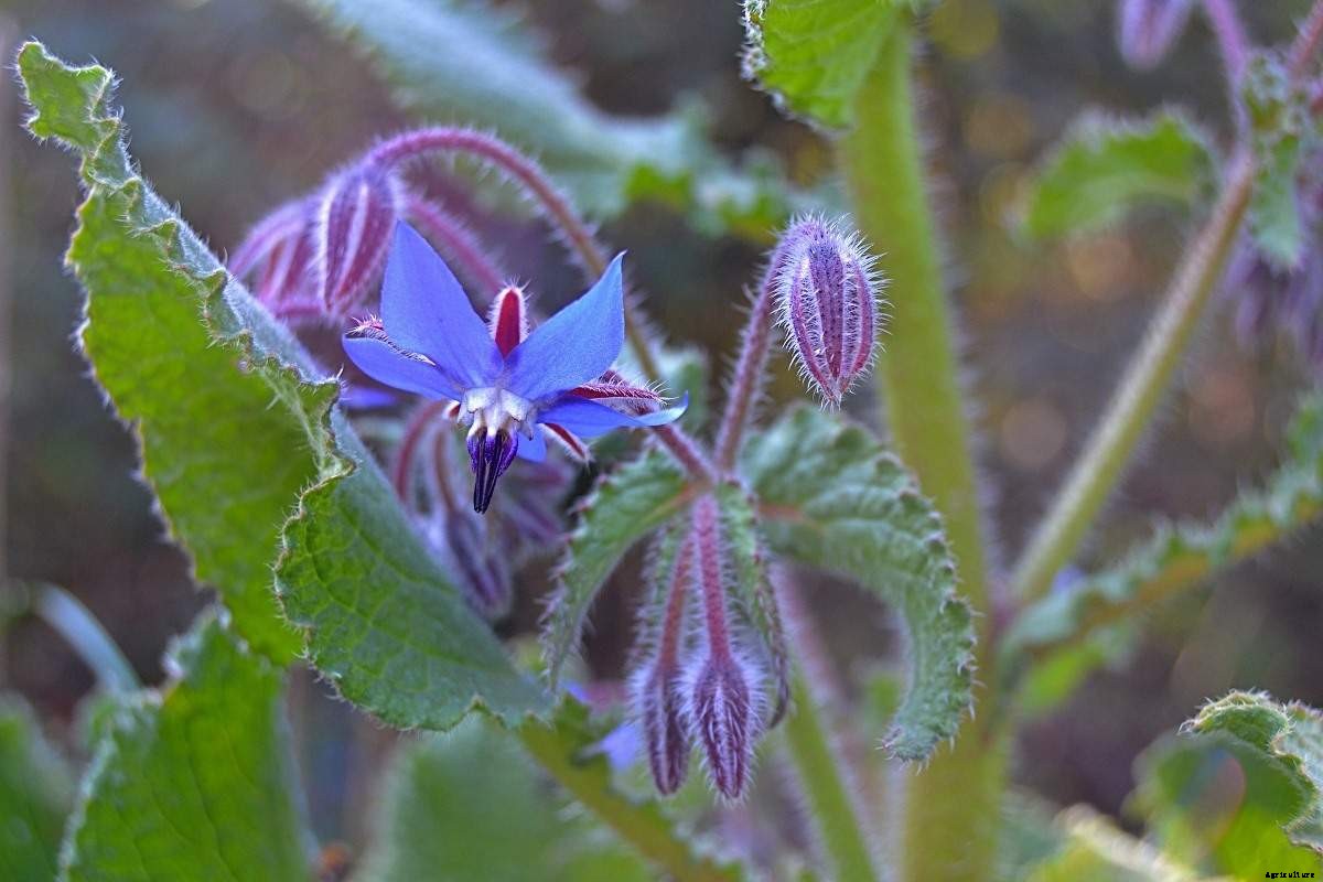 Growing Borage In Pots – Containers At Home