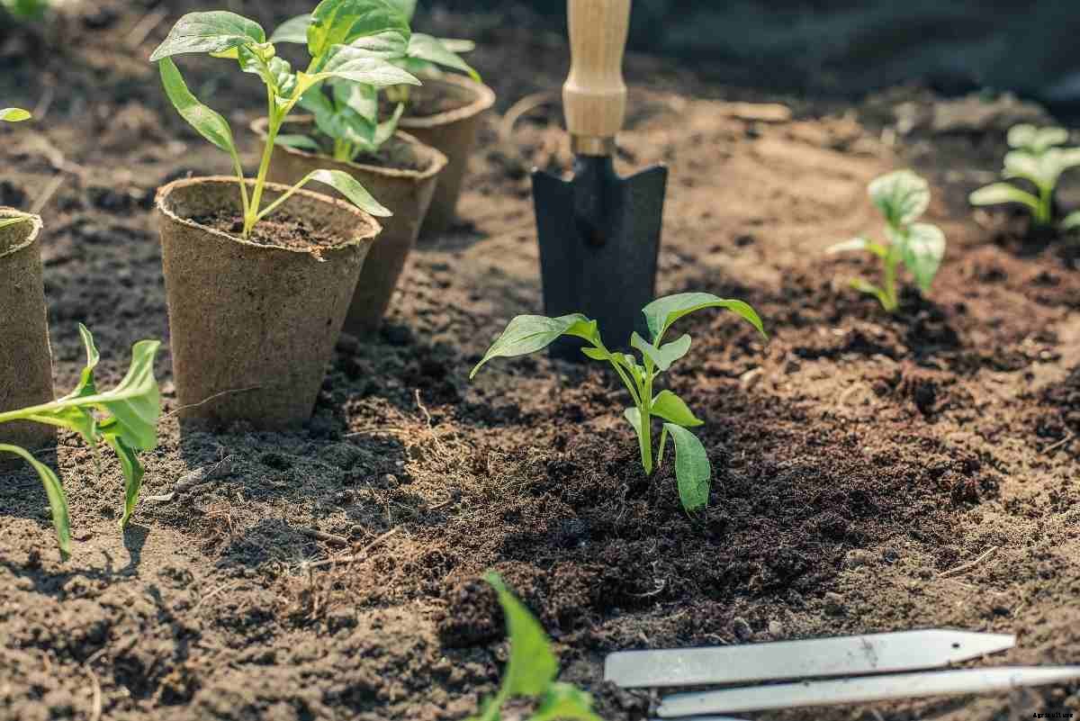 Growing Peppers – Tips, Ideas, And Techniques