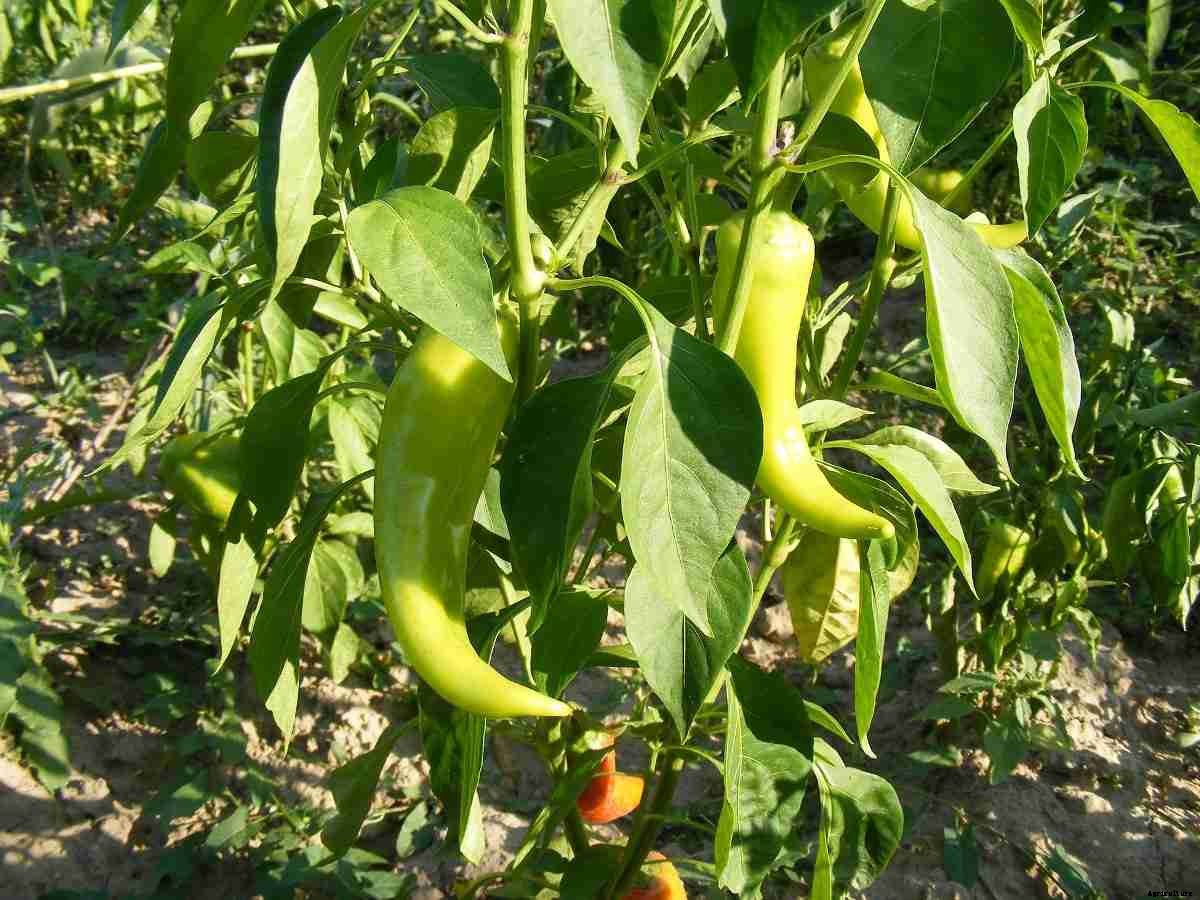 Growing Peppers – Tips, Ideas, And Techniques