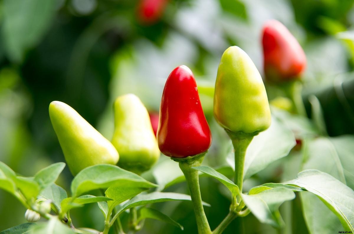 Growing Peppers – Tips, Ideas, And Techniques