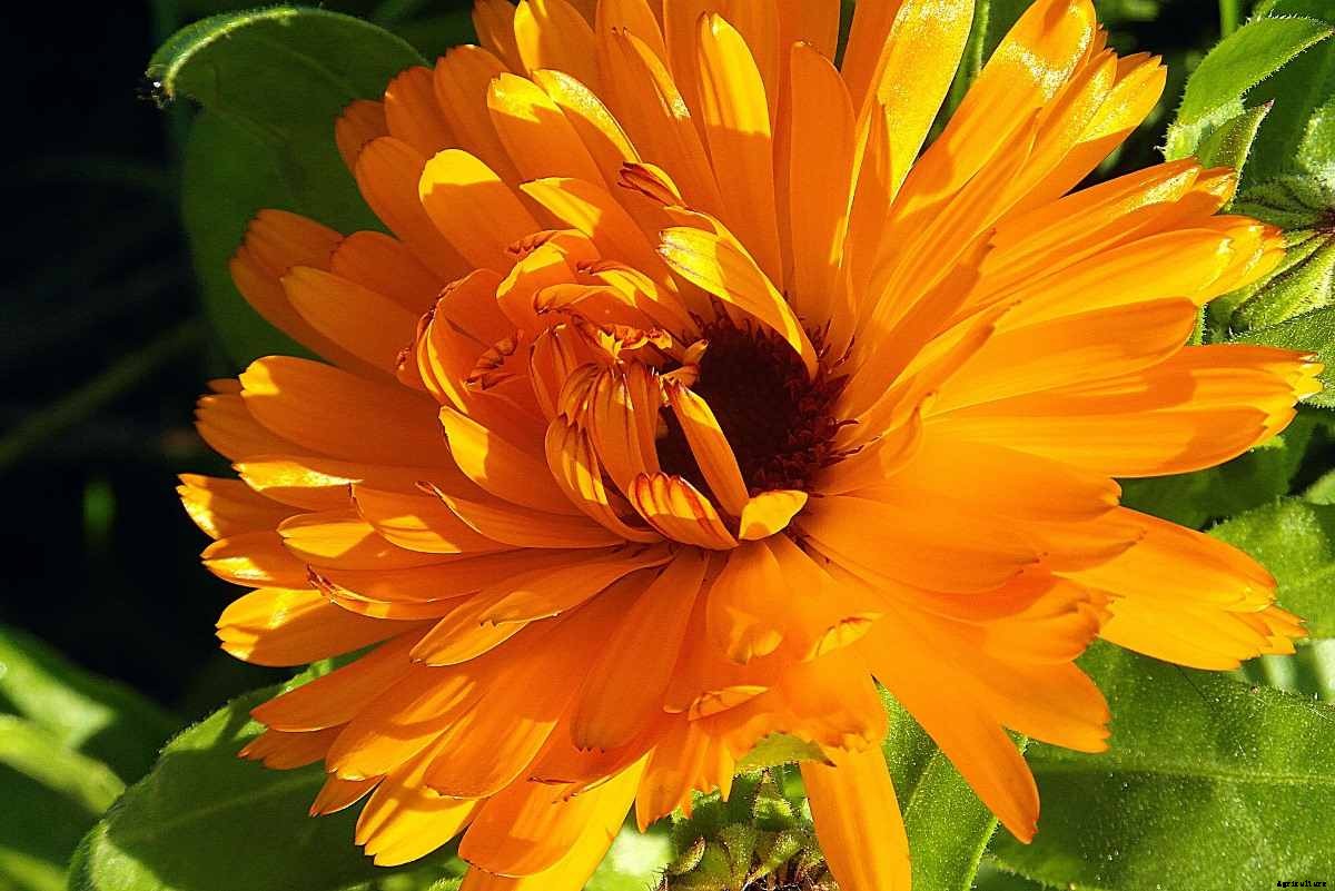 Growing Organic Calendula In Pots, And Containers
