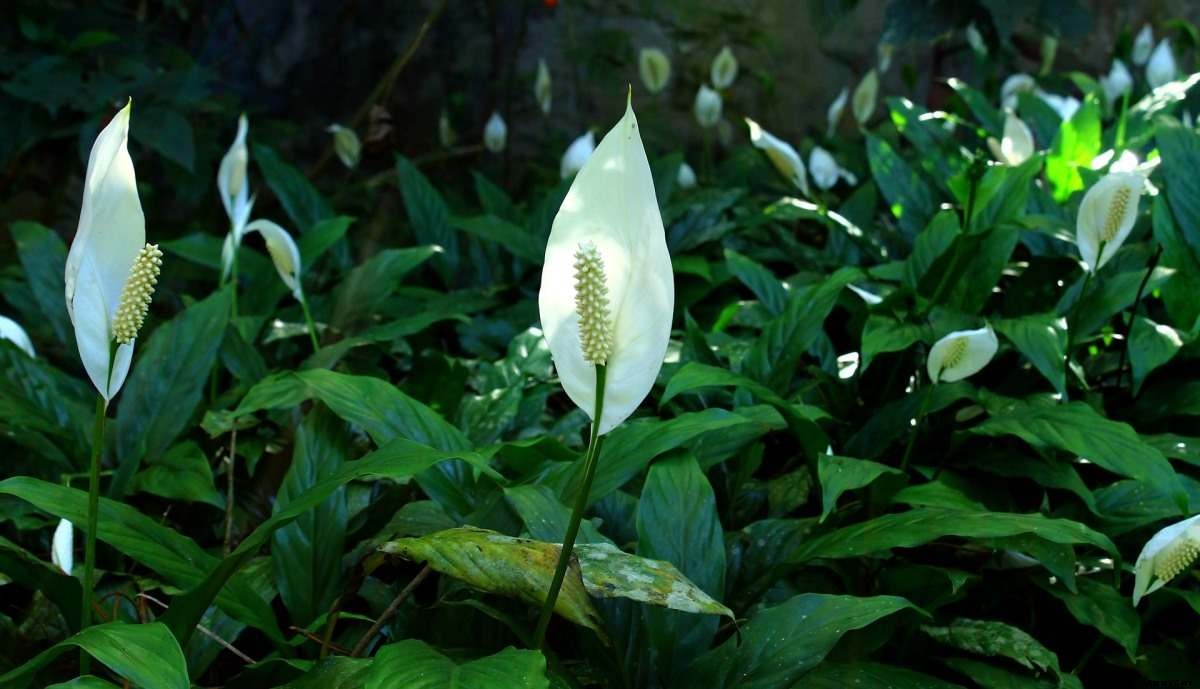 How to Grow Plants in Water – A Beginners Guide