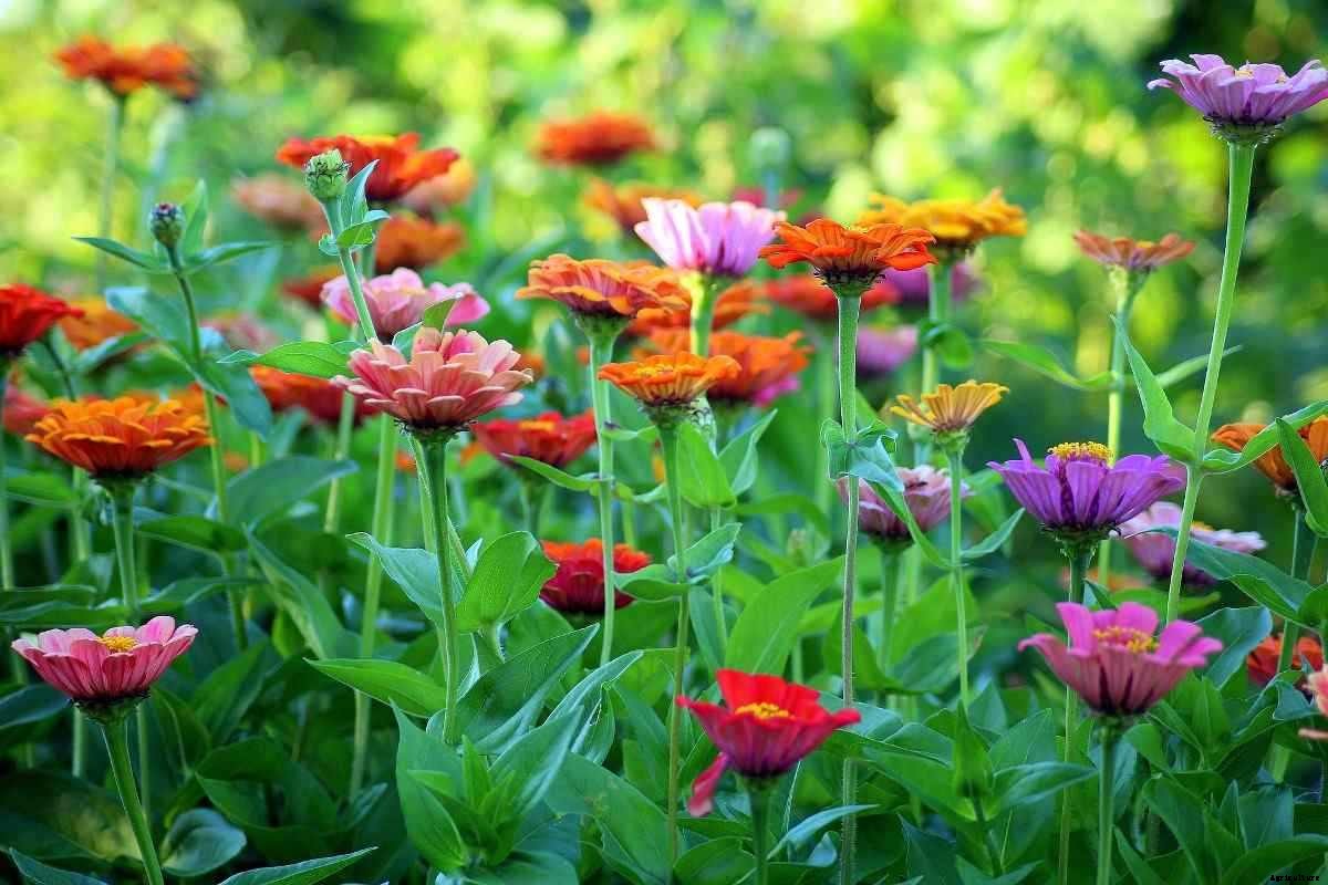 Organic Flower Gardening – Ideas and Tips