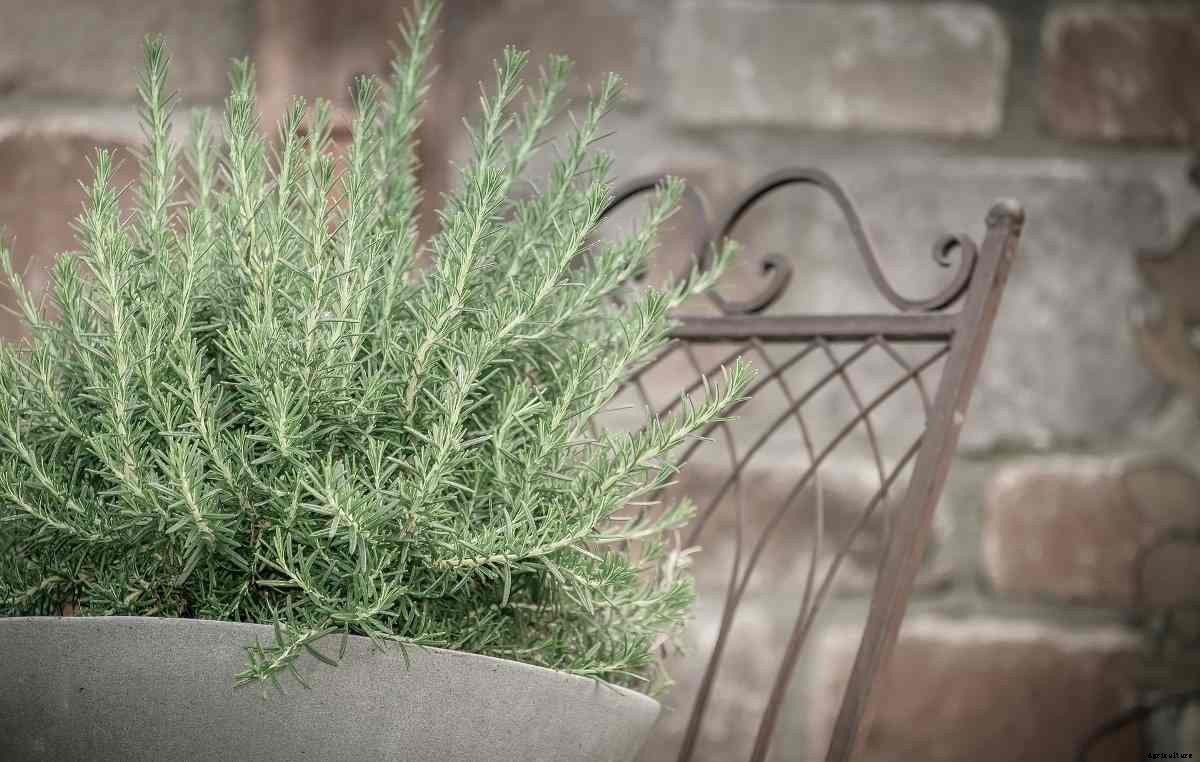 Growing Organic Rosemary in Containers, and Pots