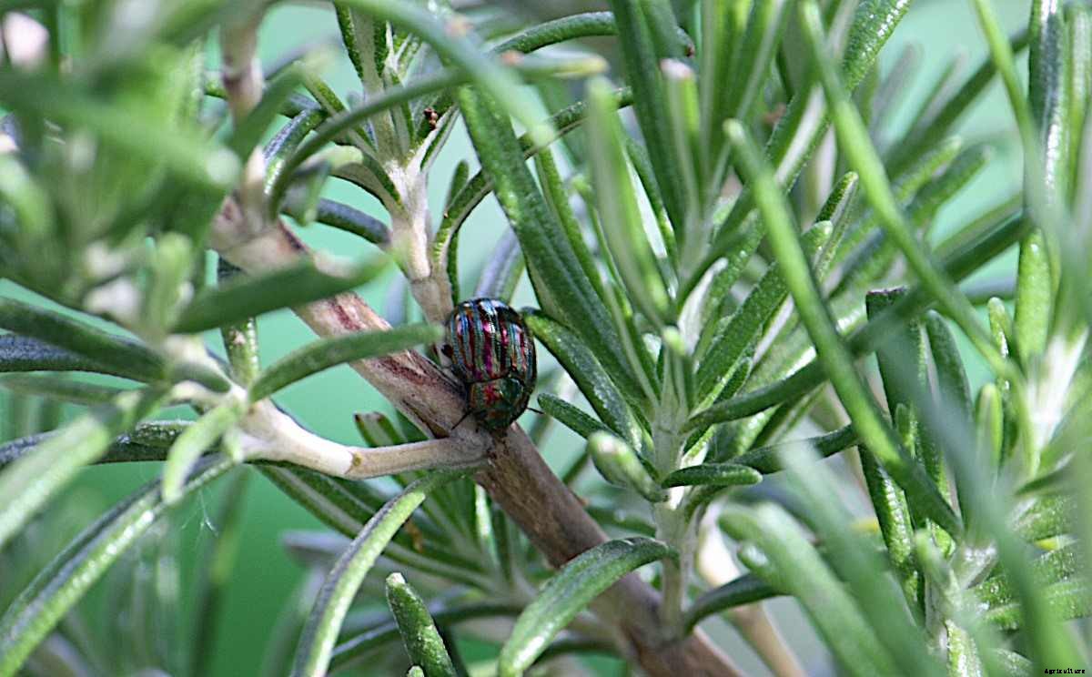 Growing Organic Rosemary in Containers, and Pots