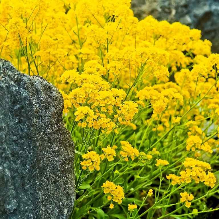 Rock Gardening Ideas, Tips, And Techniques