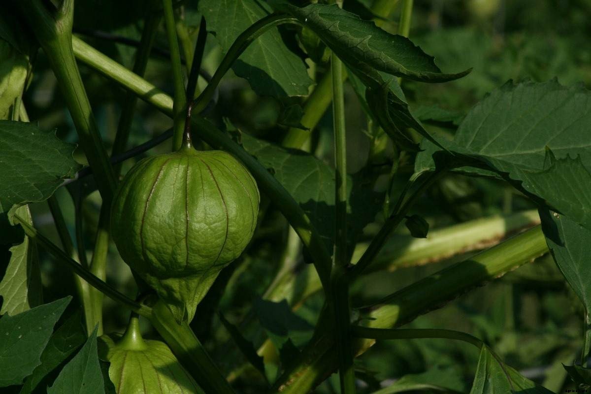 Growing Tomatillos in Containers, Pots At Home