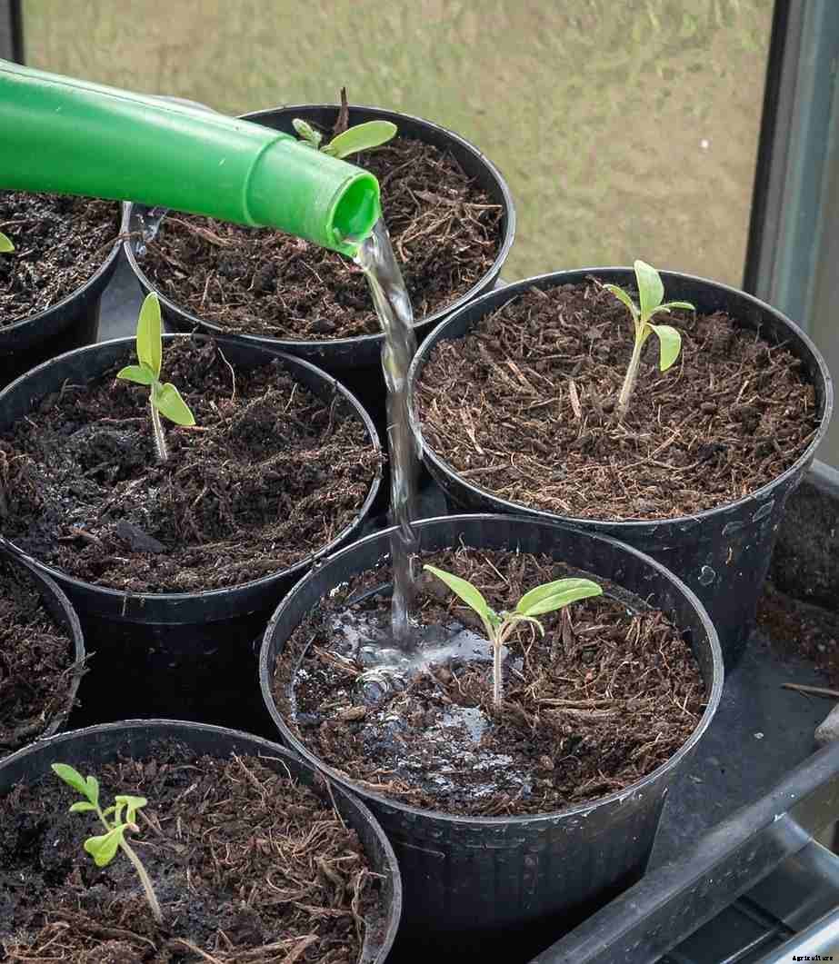 Tomato Seed Germination, Spacing, and Plant Care
