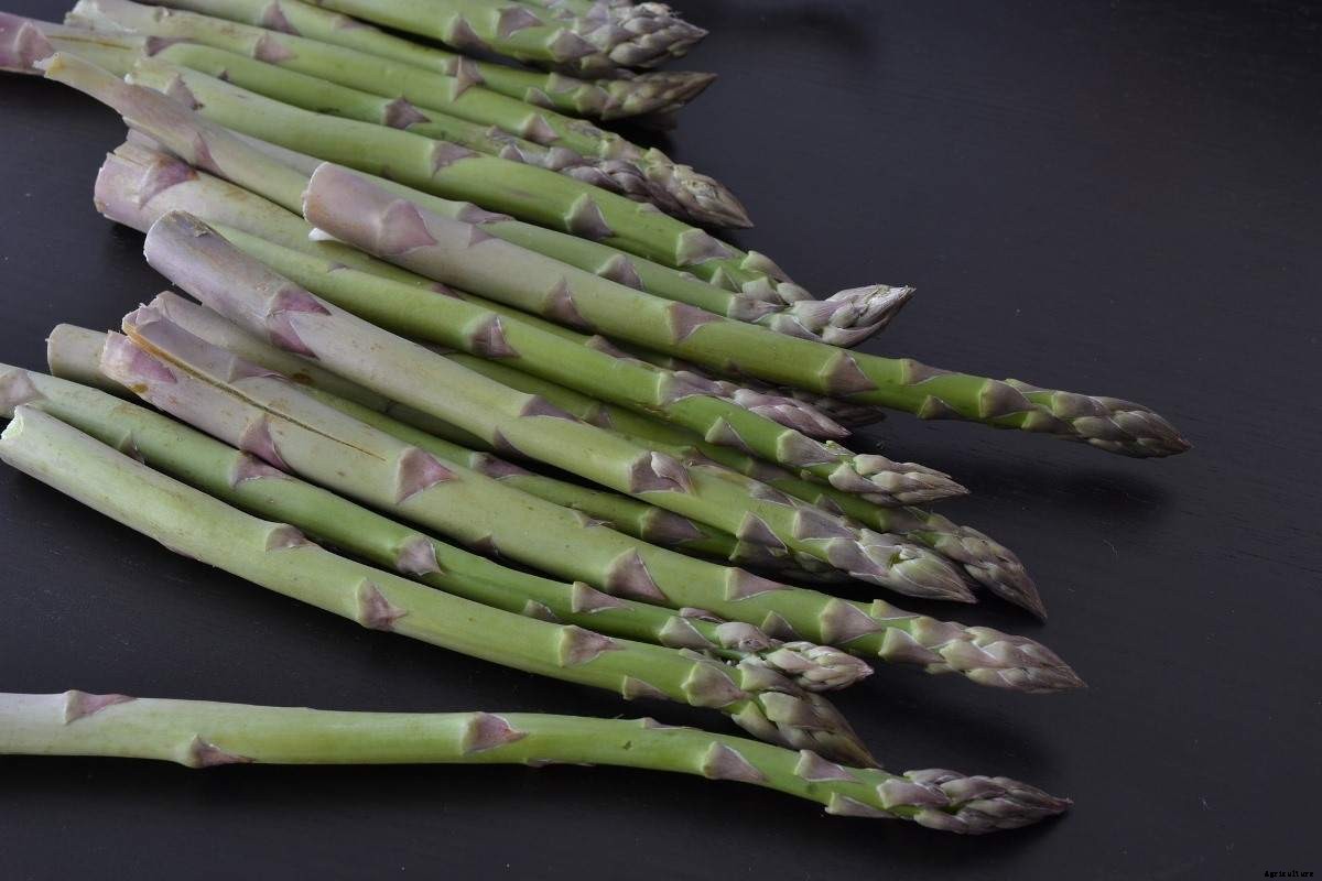 Growing Organic Asparagus in Containers