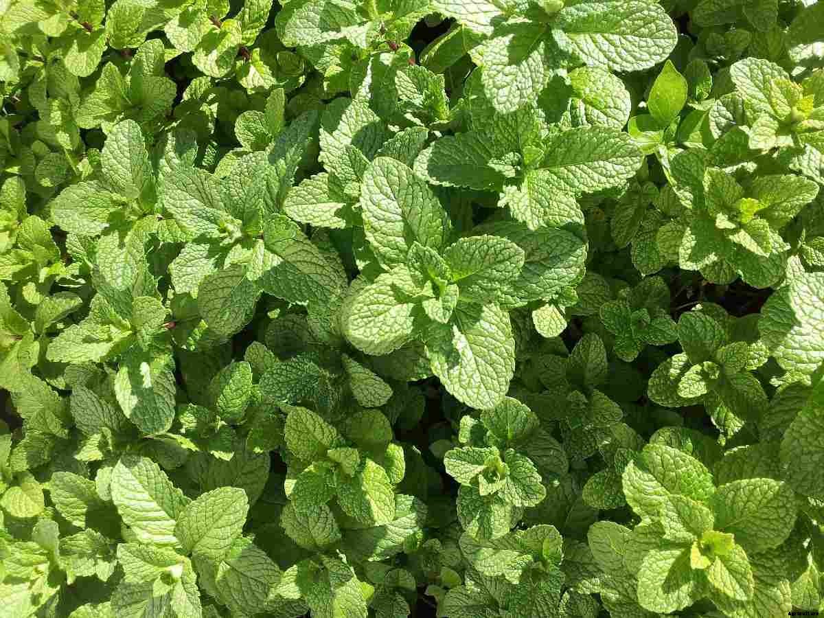 Growing Mint In Backyard, Planting Mint At Home