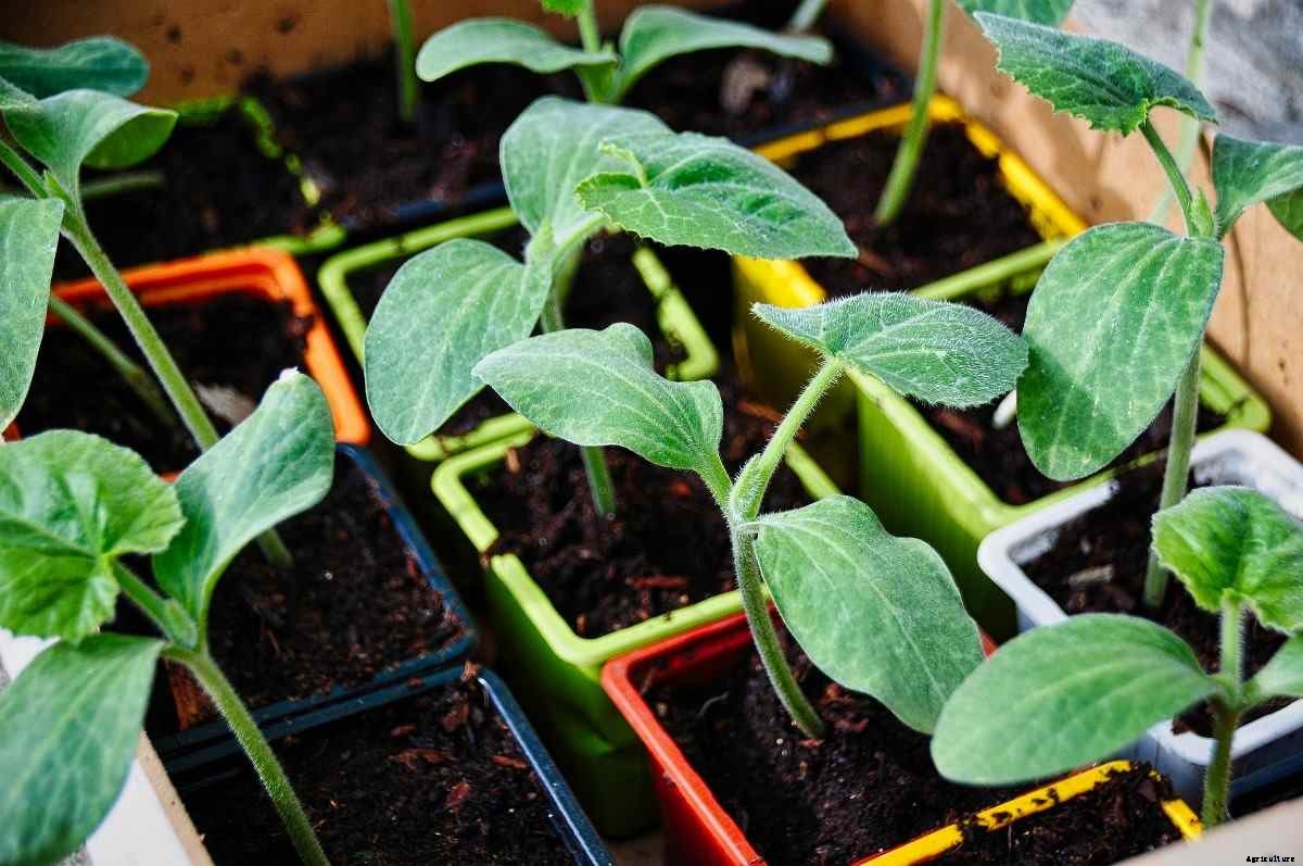 Growing Organic Zucchini In Containers At Home