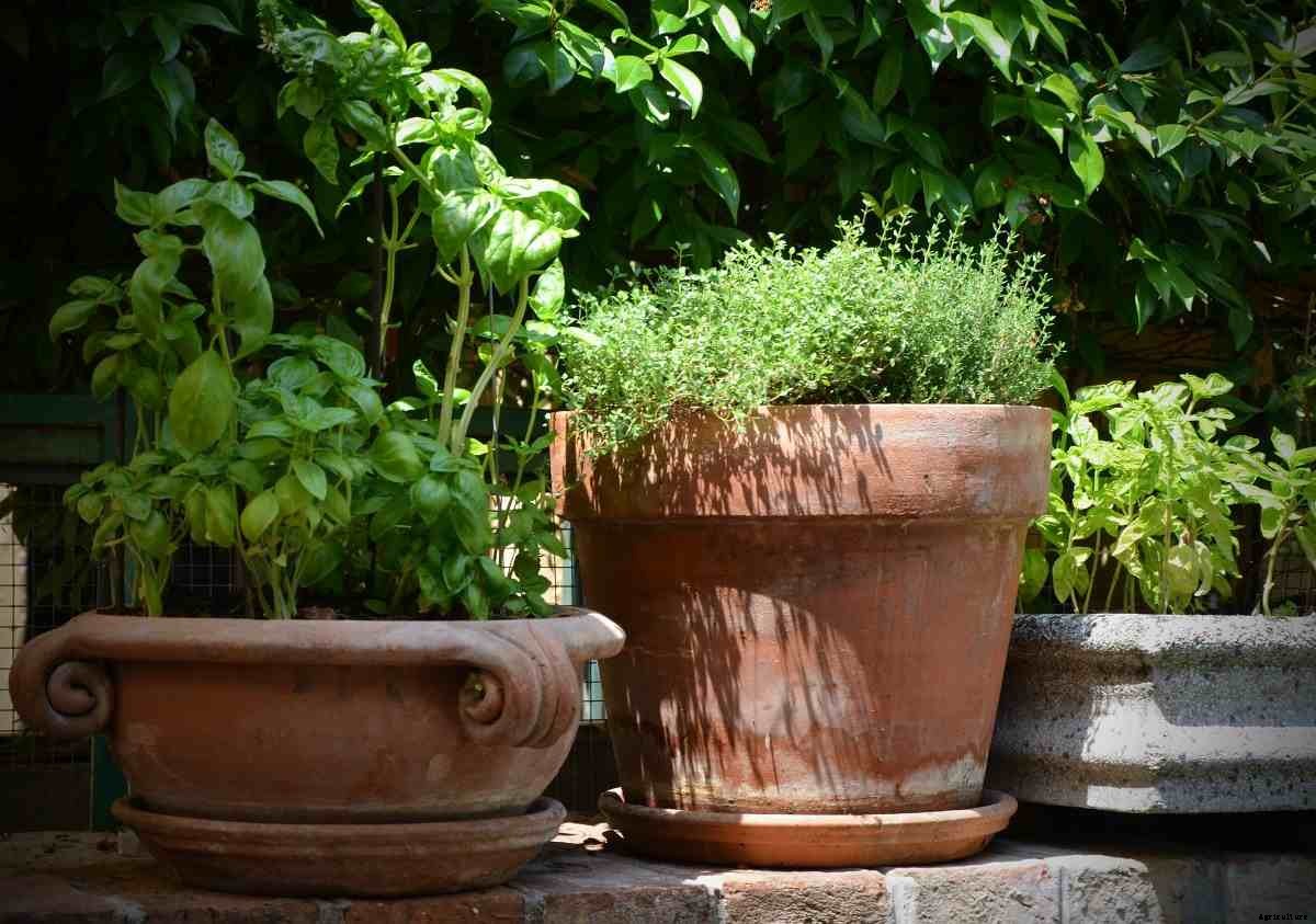 Growing Kitchen Herbs in Pots, Containers At Home
