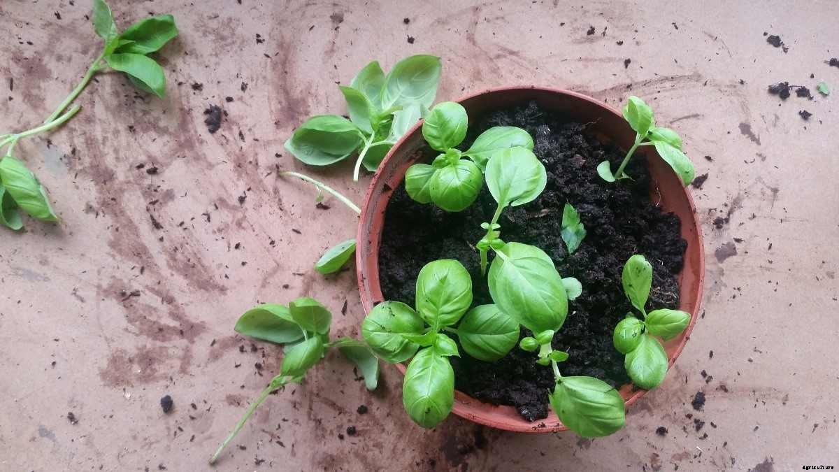 Growing Kitchen Herbs in Pots, Containers At Home
