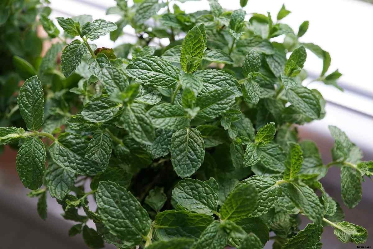 Growing Kitchen Herbs in Pots, Containers At Home