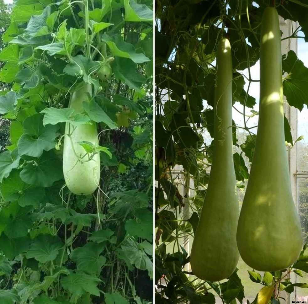 Growing Bottle Gourd In Backyard At Home