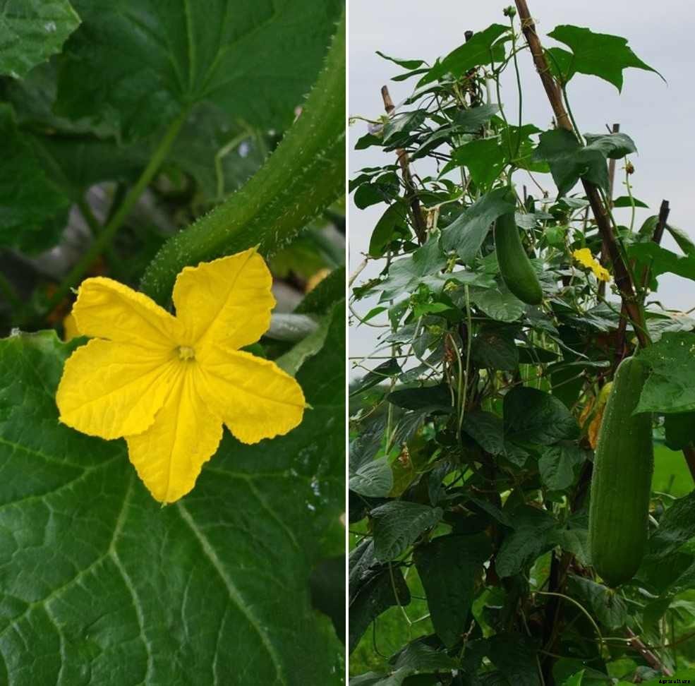 Growing Luffa Gourd In Containers, Pots At Home