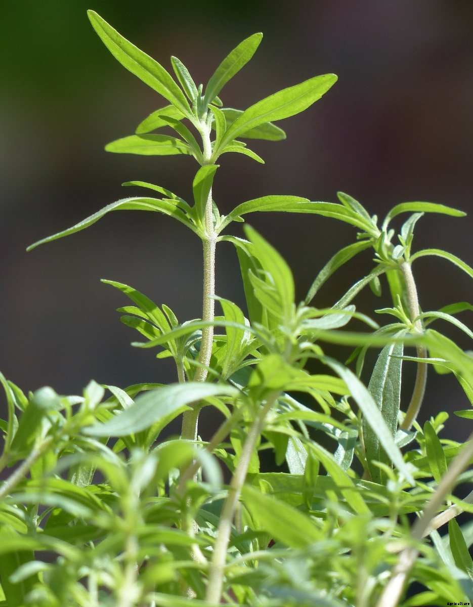 Growing Savory In Containers, Pots At Home