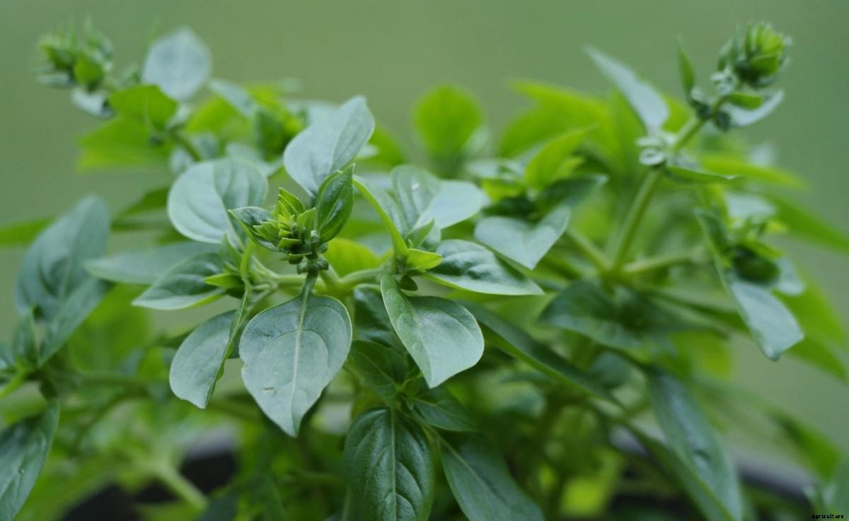 Growing Organic Oregano In Containers, Pots