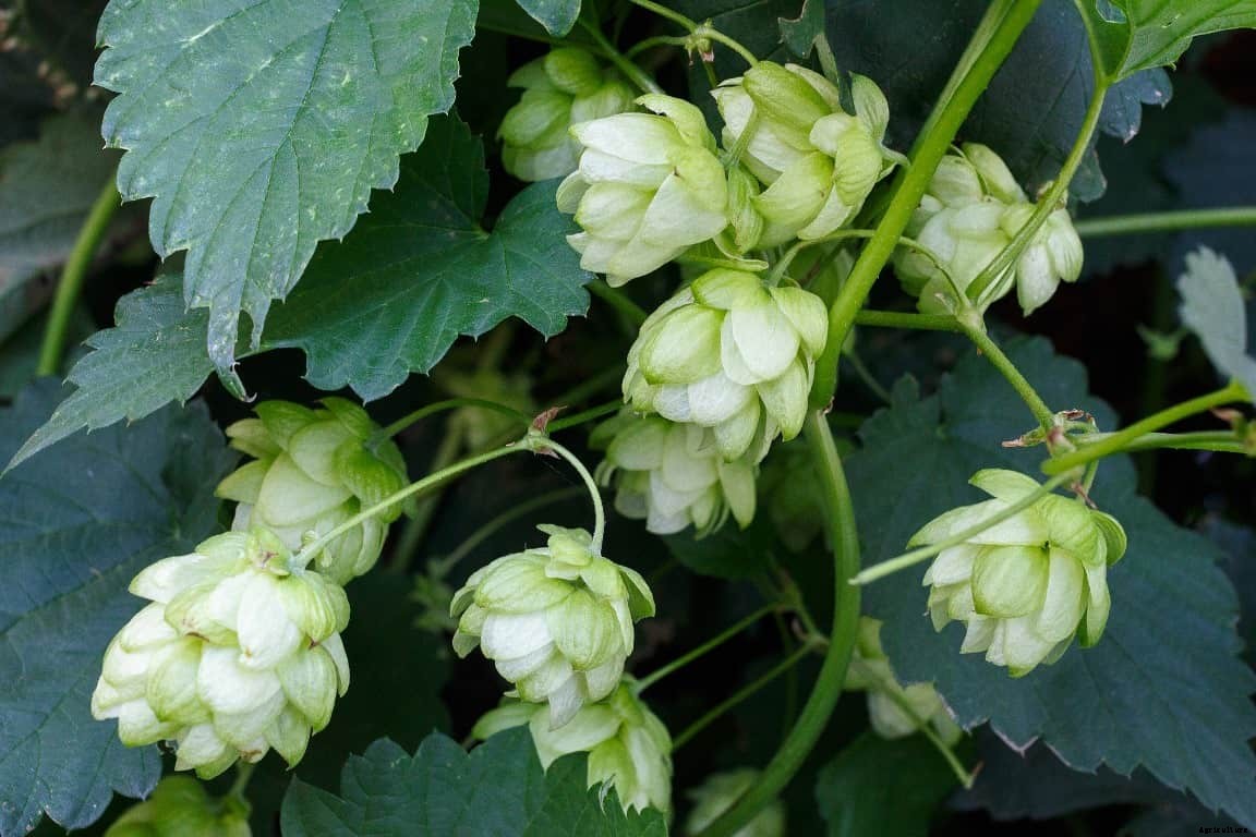 Growing Hops In Containers, Pots For Beginners