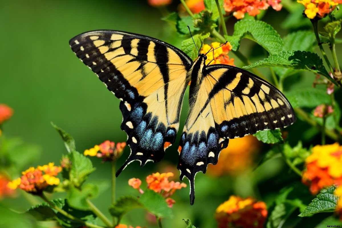 Butterfly Gardening Ideas, Tips, And Techniques