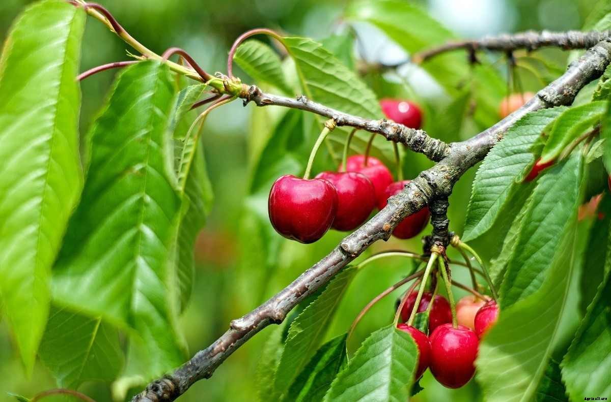 Growing Cherry Trees In Pots, Containers, Backyard