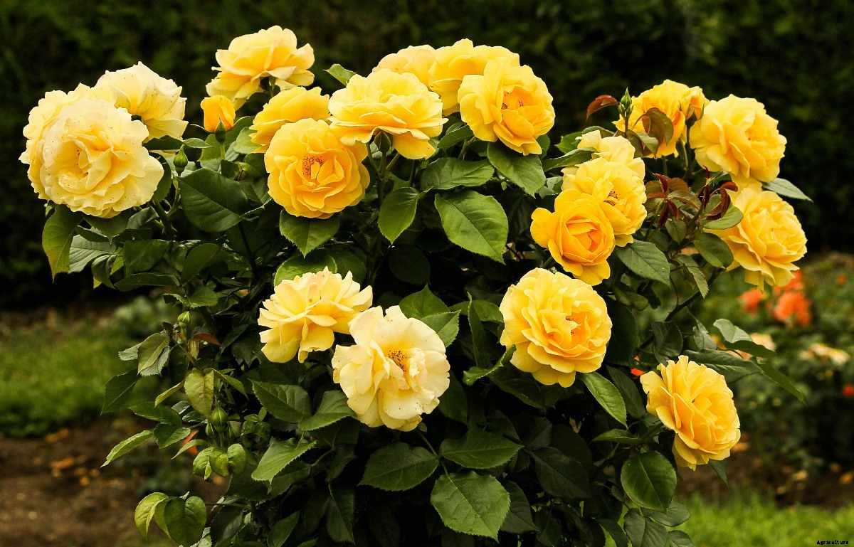 Organic Fertilizer For Rose Plants To Boost Flowering