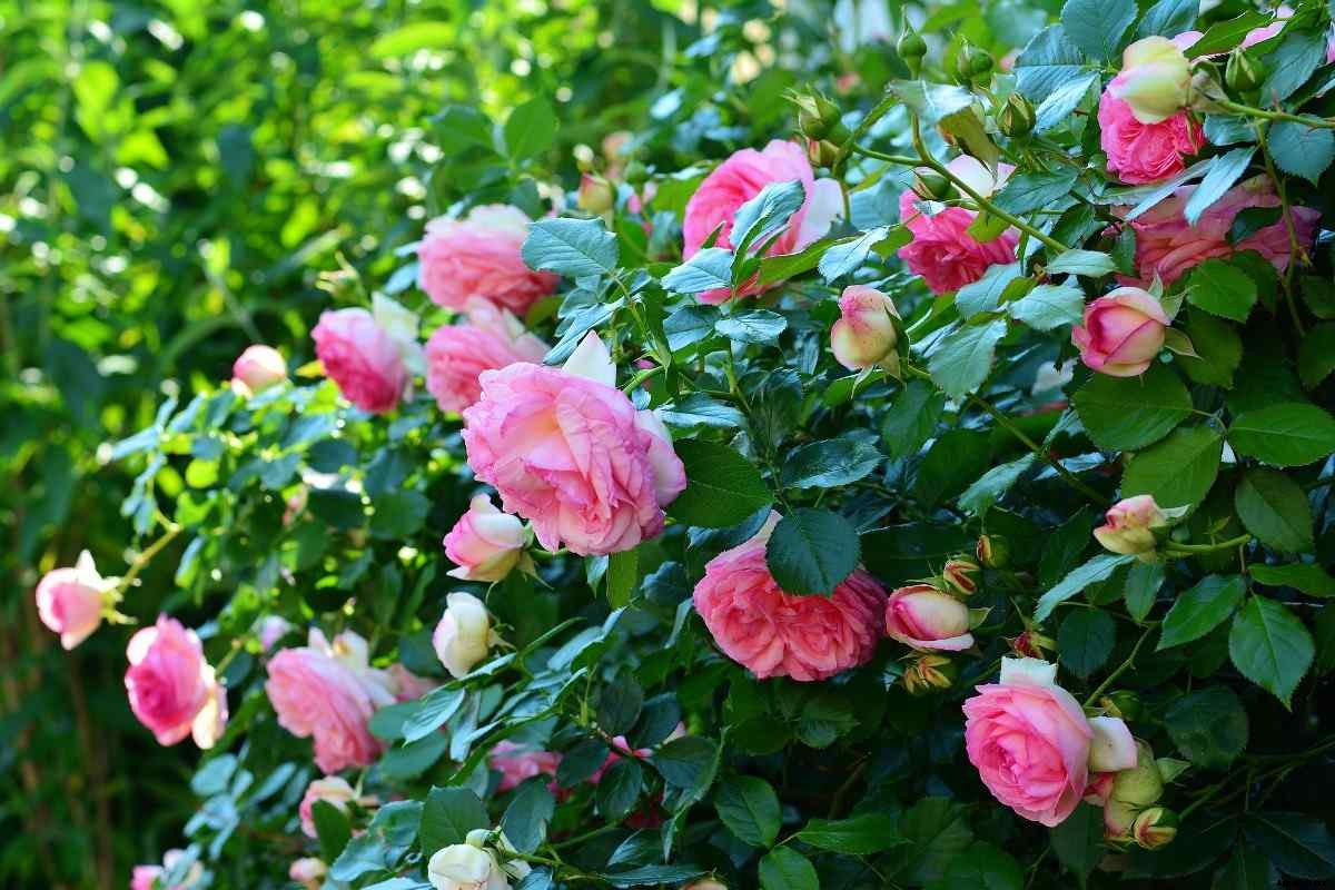 Organic Fertilizer For Rose Plants To Boost Flowering