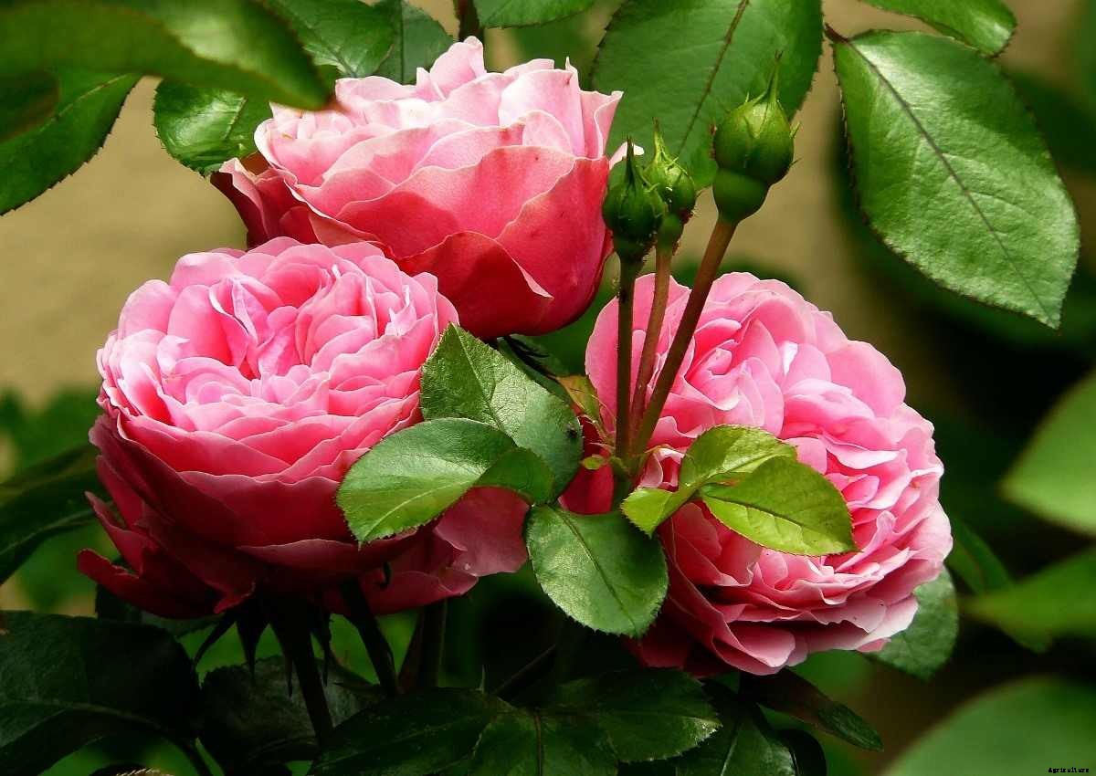 Organic Fertilizer For Rose Plants To Boost Flowering