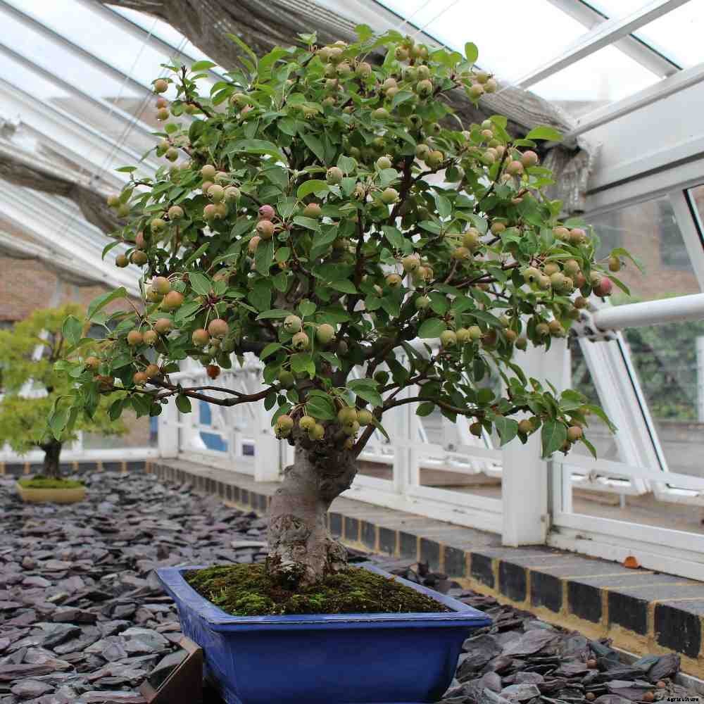 Growing Bonsai Trees in Containers, Indoors, Backyard