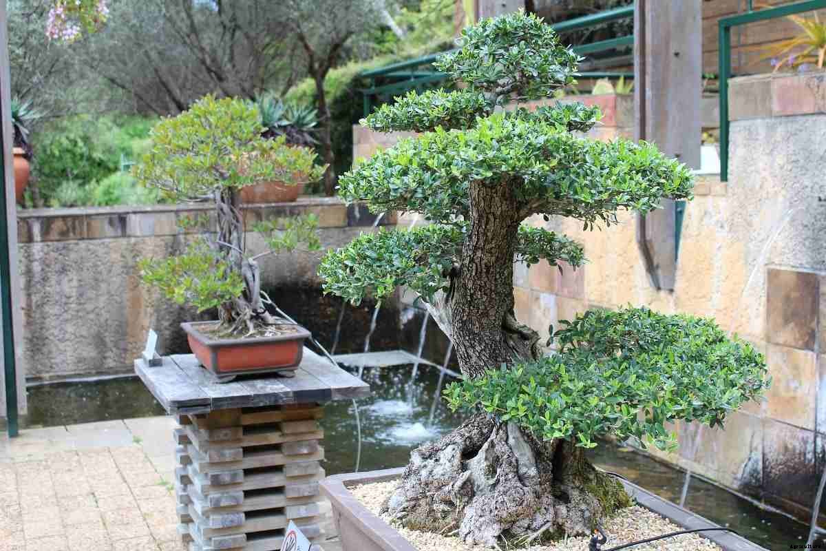 Growing Bonsai Trees in Containers, Indoors, Backyard